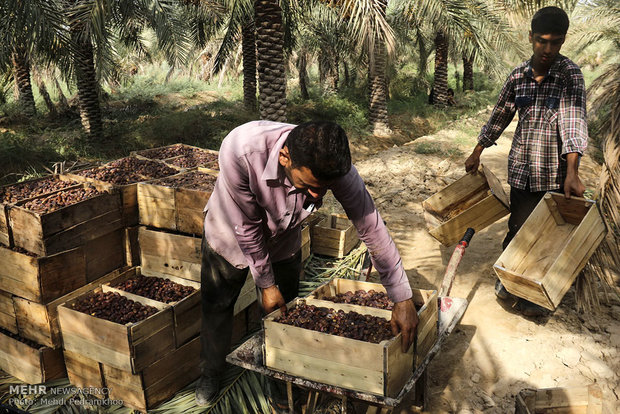 قیمت گذاری خرما با نظر موافق کشاورزان صورت گیرد