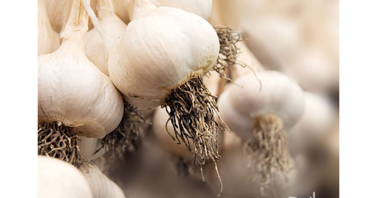 سیر و تاثیر آن روی ریه انسان