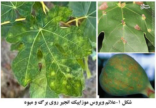 تهاجم کنه ها به بزرگترین انجیرستان جهان +  تصاویر