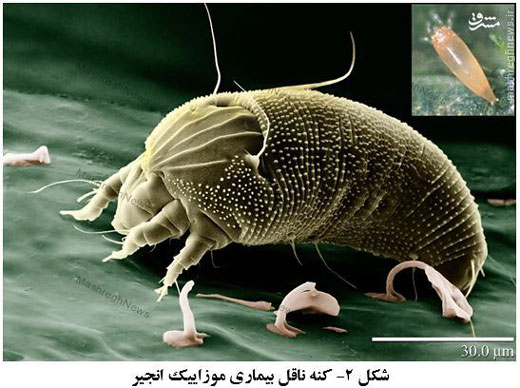 تهاجم کنه ها به بزرگترین انجیرستان جهان