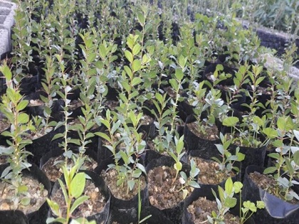 پنج هزار اصله نهال در عرصه های طبیعی باشت غرس می شود