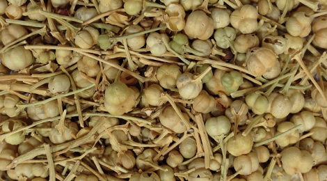 فواید اسپند برای درمان میگرن