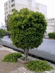 توسعه فضای سبز با استفاده از گونه های گی...