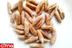 نان غنی شده با هسته خرما تولید شد