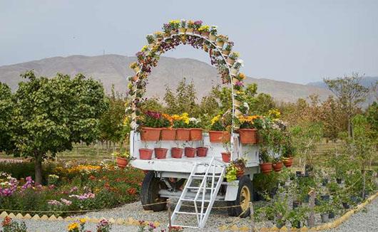  نمایشگاه گل های داودی