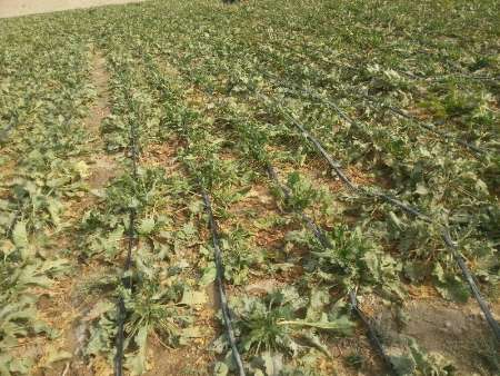 آبیاری قطره ای و بذر اصلاح شده ایرانی موجب افزایش بازدهی چغندرمی شود