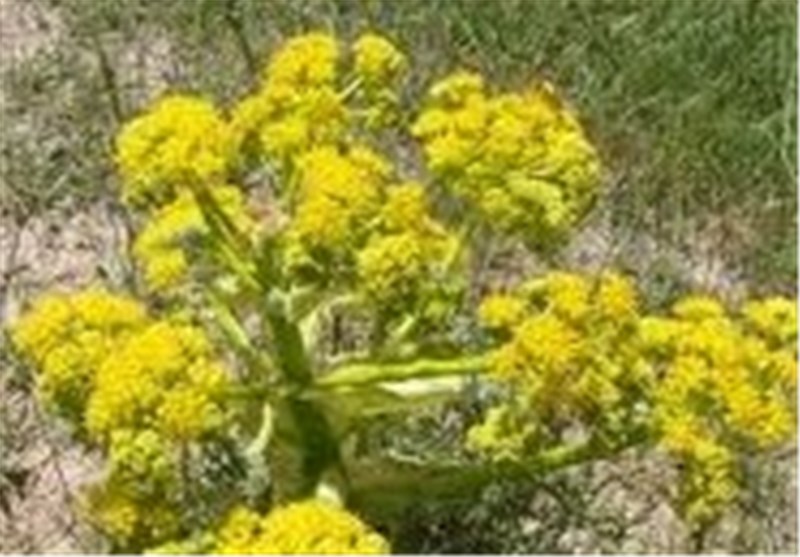 فاز نخست کشت گسترده باریجه در مراتع استان سمنان اجرا می‌شود