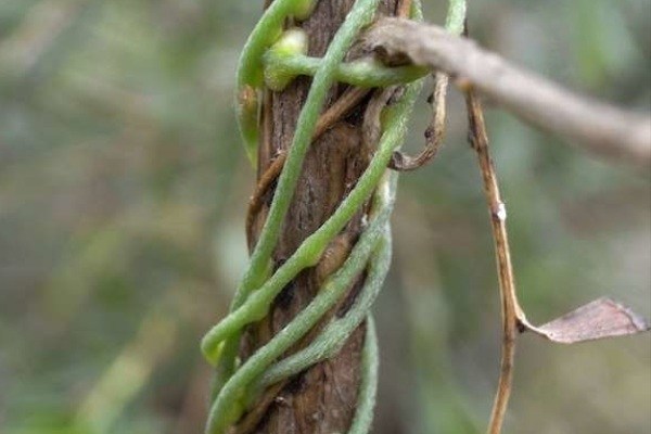 گیاهان انگلی به کمک کشاورزان می‌آیند