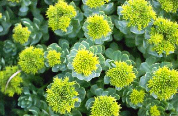 دستاورد جدید در تقویت سیستم ایمنی گیاهان