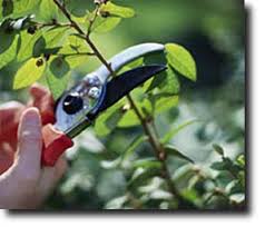 95 درصد درختان هرس زمستانه شدند