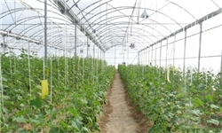 تسهیلات بانکی با سود 18 درصد برای احداث گلخانه‌ها
