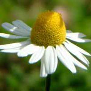 بابونه، داروخانه ای در یک گیاه