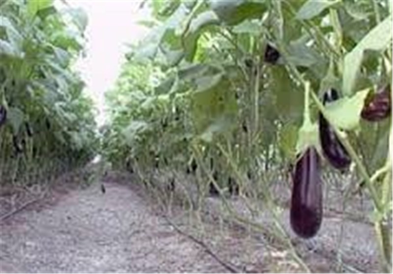 دانستنی‌هایی درباره خواص بادمجان