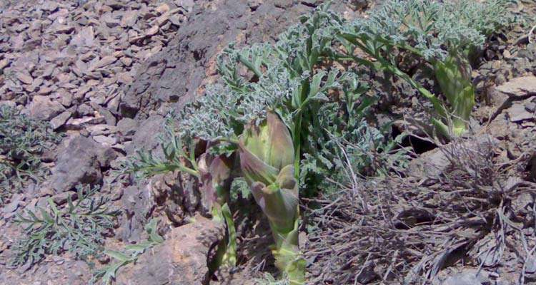 گیاهان دارویی استان کرمان