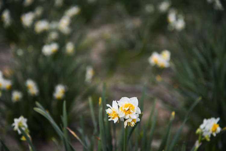 برداشت گل نرگس در خوزستان