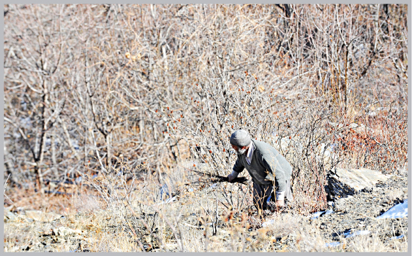 جنگل‌های ارغوان در معرض نابودی است