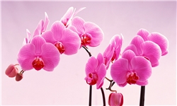 نوشهر؛ شهر ارکیده‌های کشور