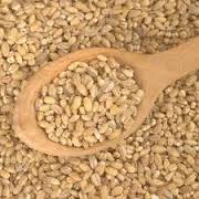 مصرف جو از ابتلا به دیابت پیشگیری می‌کند 