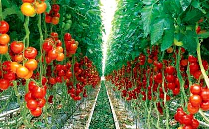 مصرف روزانه این پنج خوراکی را فراموش نکنید 