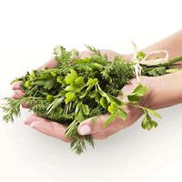 يك شاخه جعفری، يك دنيا خاصيت