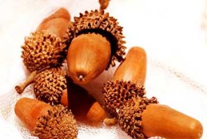 همه خواص درخت و میوه بلوط