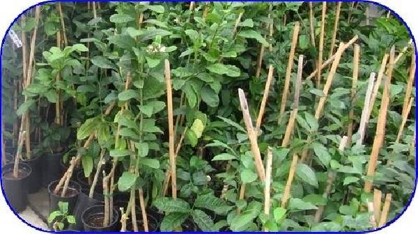 برخورد قانوني با متخلفان تکثير بذر و نهال به بازار بدون کسب گواهي تخلف