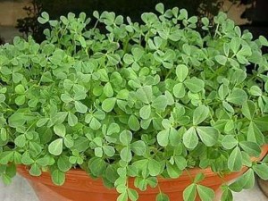 از خوردن زیاد تخم‌مرغ، کره، شنبلیله، شاهی و بادام‌زمینی بپرهیزید