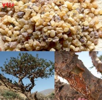 خواص شگفت‌انگیز کندر در درمان سرطان