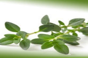 آويشن و خواص دارويي و درماني آن