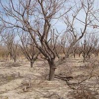 خشکاندن درختان با گازوئیل