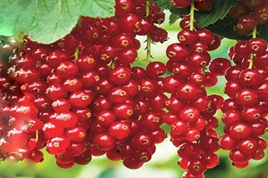 با قدرتمندترین میوه جهان آشنا شوید