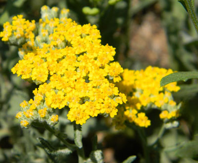 درمان اسهال با داروهاي گياهي