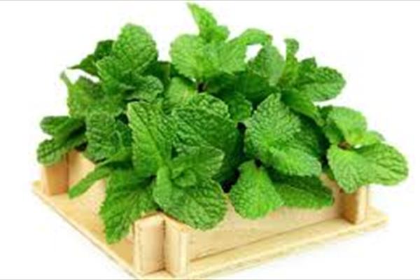 گیاهی که دوای درد بی درمان است