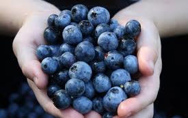 مبارزه با آلزایمر با بلوبری