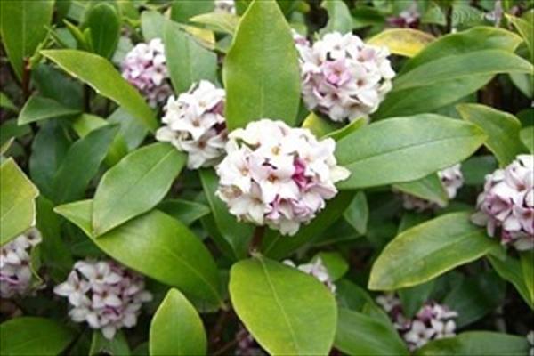 گیاهان بسیار زیبا ولی سمی و کشنده