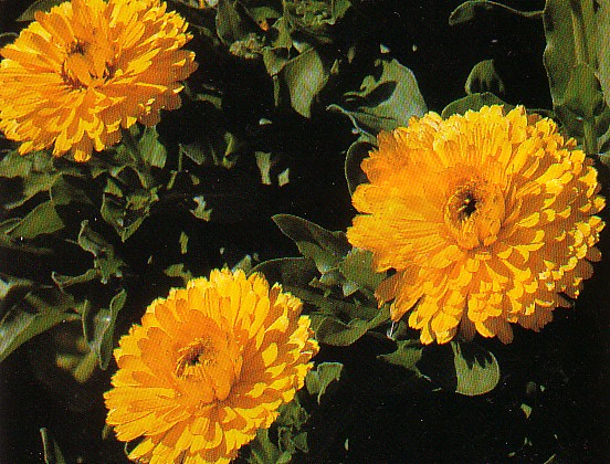 بهار را میزبان گل «همیشه ‌بهار» کنیم