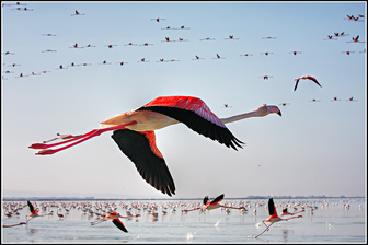 میانکاله بهشت پرندگان مهاجر