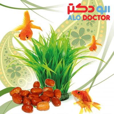 با سنجد، نشاط را به خانه خود ببرید!