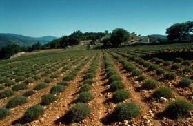 تنوع گونه‌های گیاهی ایران پنج‌ برابر شبه‌ جزیره عربستان