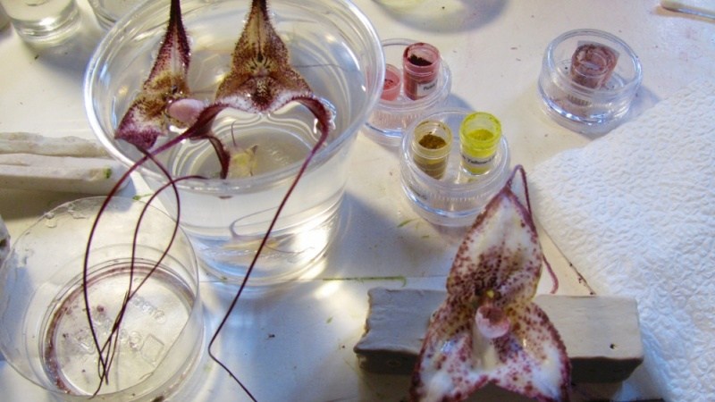 راز ارکیده‌های دراکولا فاش شد