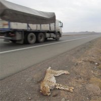 نگرانی از تلفات حیات وحش در جاده پارک ملی گلستان 