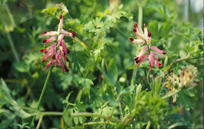 آبريزش بيني را با آنتي هيستامين هاي طبيعي درمان کنيد!