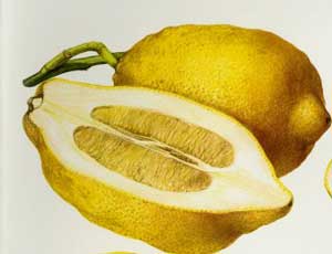 خواص درماني بالنگ