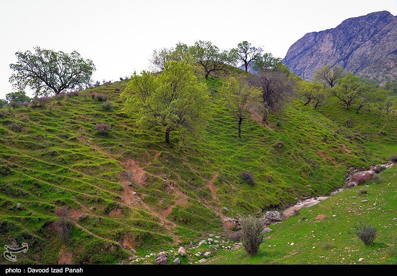 تصاویر: طبیعت زیبای بهاری در گچساران