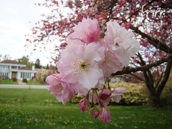 توصیه‌های سیزده‌بدری ابتکار؛پاسبان طبیعت و ساکنانش باشیم