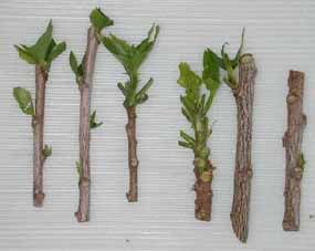 روشهای تکثیر درختان