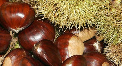 خواص ميوه‌ي شاه بلوط