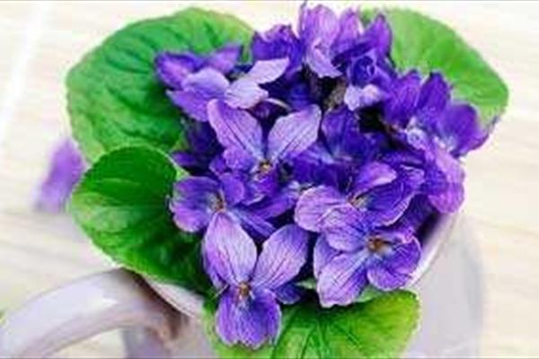 خواص کم نظیر دمنوش بنفشه