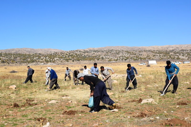 ۱۰ گونه گیاهی نادر در کرمانشاه کشت می‌شود 