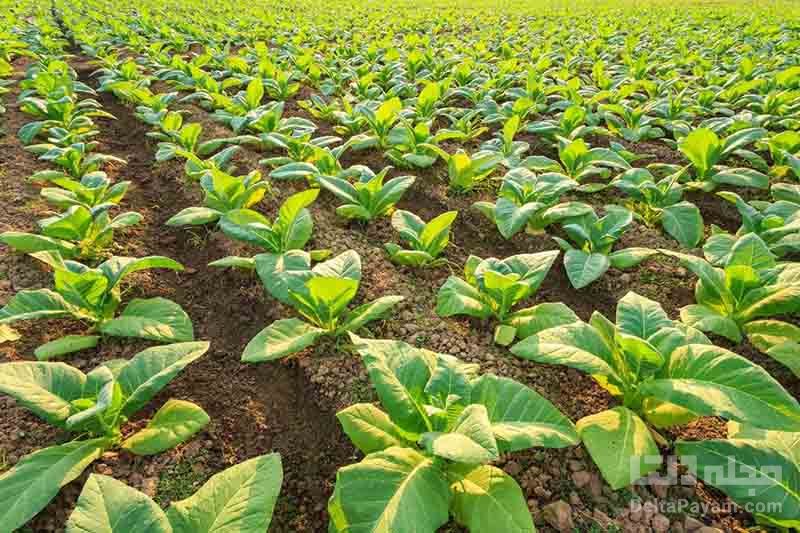 نتایج غیر منتظره نخستین واکسن گیاهی آنفلوانزا در کارآزمایی‌ بالینی